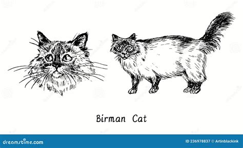 Birman Cat Collection Head Front View And Standing Side View Ink