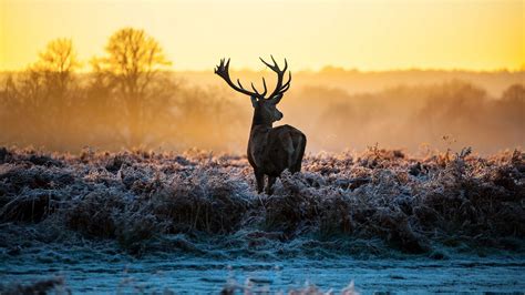 25 Deer In The Winter Forest Wallpapers Wallpaperboat