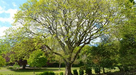 Lacebark Elms How To Grow A Quick And Tall Tree Treenewal