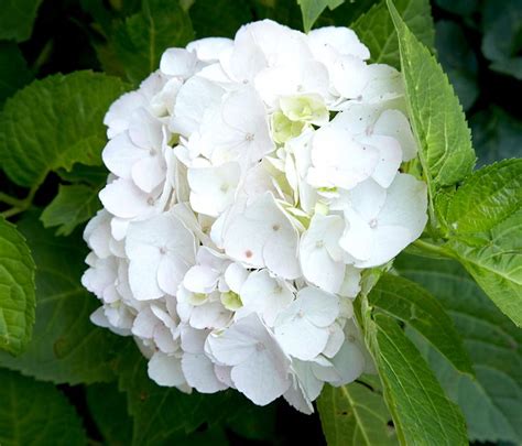 The Most Gorgeous White Hydrangeas For Your Garden Hydrangea