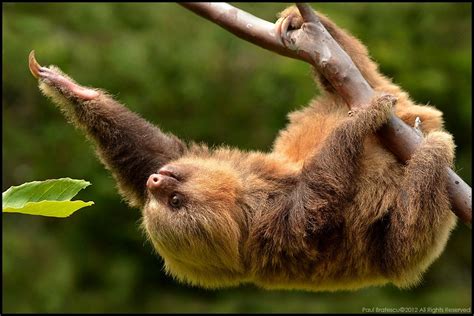 Baby Hoffmans Two Toed Sloth Two Toed Sloth Cute Baby Sloths Baby