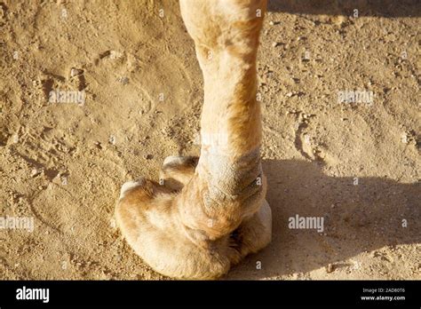 Leg The Hoof Camel Toe Of A Camel Dromader Stock Photo Alamy