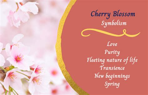 Cherry Blossom Flower Meaning And Symbolism Symbol Sage