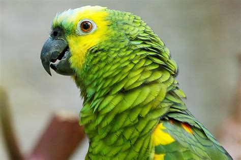 Yellow Headed Amazon Parrot Amazon Parrot Parrot Pets