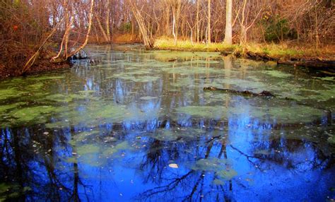 Blue Swamp Nathan Fischer Flickr