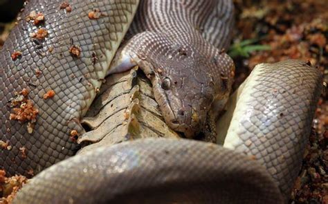 Frank welker was born in colorado. Giant Snake Fights A Crocodile Then Eats It (19 pics)