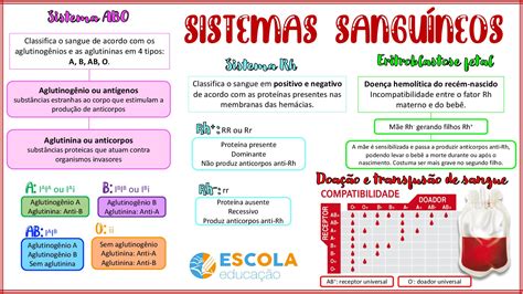 Mapa Mental Sistemas Sanguíneos Escola Educação