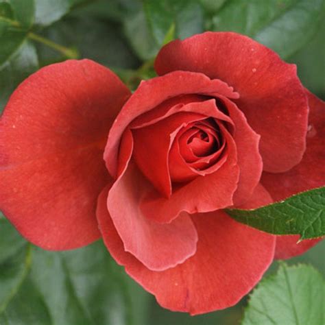 Hot Chocolate Rose £2995 Floribundas Cluster Roses Rose Chocolate Roses Buy Roses Online