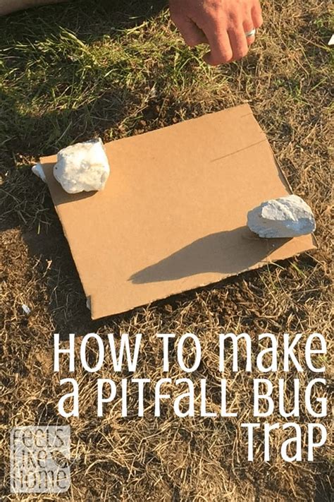 How To Make A Pitfall Bug Trap Easy Kids Science Project Feels Like