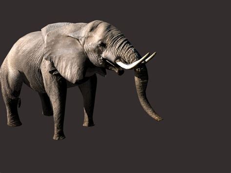 African Elephant 3d Model
