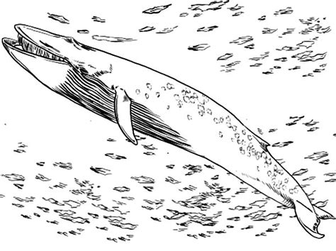 Blue coloring pages for preschool blue coloring pages printables blue whale coloring pages blue coloring pages blueberry coloring pages. Blue Whale Hunting for Food Coloring Page - NetArt