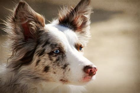 Border Collie Red Merle Blue Eyes Pic Bleumoonproductions
