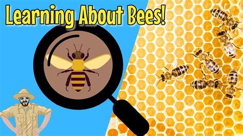 Bees And Beekeeping For Kids Youtube