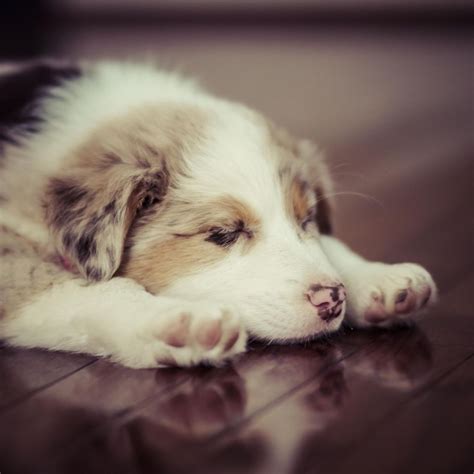 Dog Aesthetic Wallpapers - Wallpaper Cave