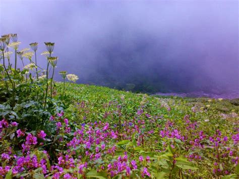 Valley Of Flower Trek Hemkund Visit The Revered Spot In The Grand
