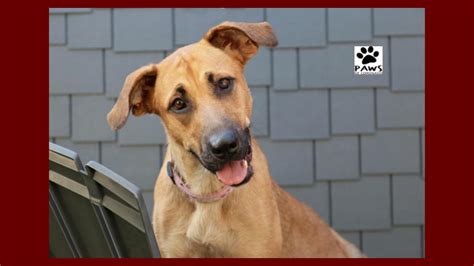 Exchange pedigrees with the other dog's breeder. Pet of the Week | Becky a Black Mouth Cur Dog for Adoption ...