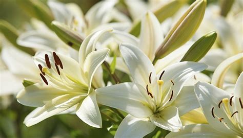 Lily flowers dangerous to cats. Poisonous Plants That Are Dangerous For Cats & Dogs