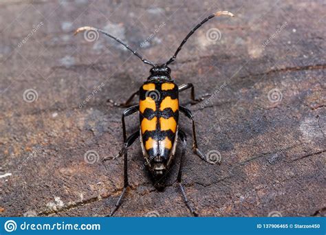 Big Death Watch Beetle Is Sitting On A Tree Stump Nicrophorus Vespillo