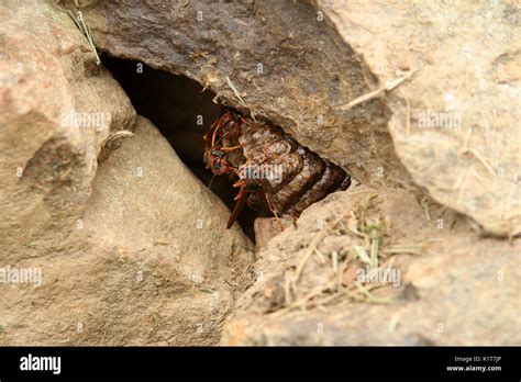 Wasps Nest House Hi Res Stock Photography And Images Alamy