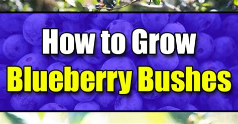 How Far Apart To Grow Blueberry Bushes