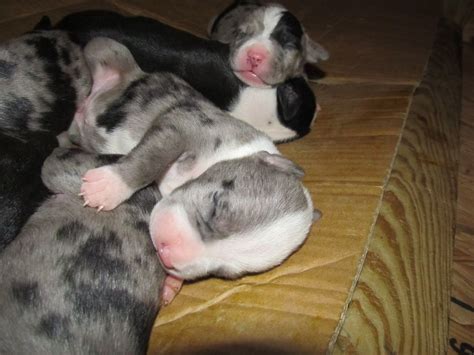 He has a stunning lilac merle coat with beautiful. merle pit bull puppy | Pitbull puppies