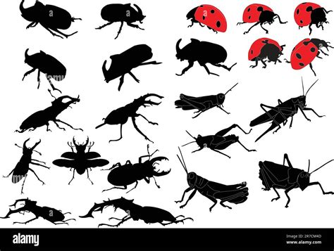 Insects Collection Vector Stock Vector Image And Art Alamy