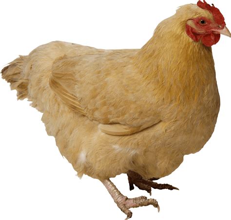 Collection Of Png Hd Of Chickens Pluspng