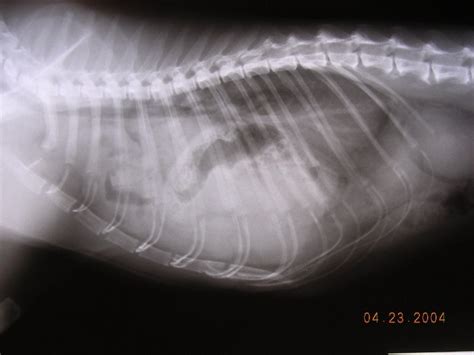 Diaphragmatic Hernia In Animals Respiratory System Msd Veterinary