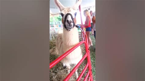 Weird Lama Smiles At East Ridge Fair Youtube