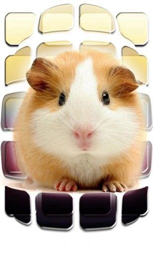Cute Hamster Wallpaper ·① Wallpapertag