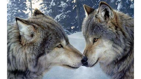 Bilder coole wolf hintergrundbilder : Bilder Coole Wolf Hintergrundbilder - Cool Wolf Wallpapers ...