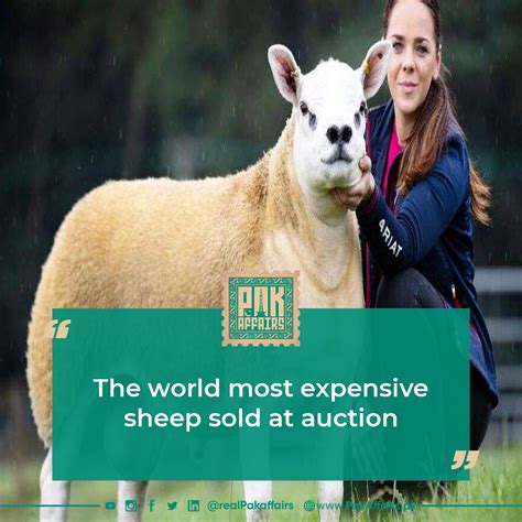 The World Most Expensive Sheep Sold At Auction Pakaffairspk