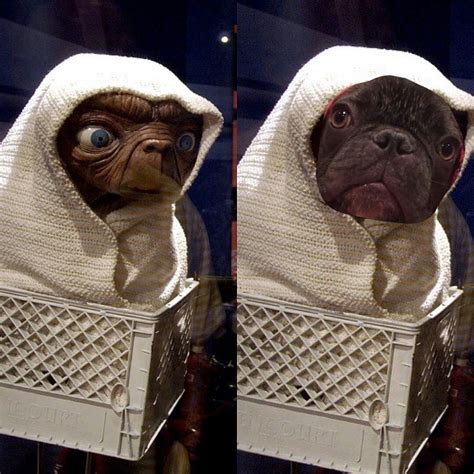 That's why we've collected some of the most hilarious pictures of french bulldogs in halloween costumes for your viewing pleasure. The French Bulldog Is So Famous, But Why | Cãezinhos ...