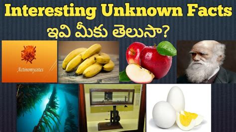 Top 10 Unknown Facts In Telugu Top 10 Interesting And Amazing Facts Vrogue