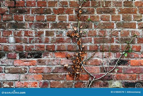 Red Clay Old Brick Wall With A Climbing Plant Stuck To It Stock Photo
