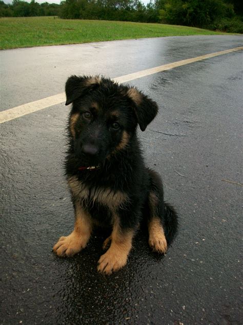 Adorable Wet Black And Tan Shepherd Best Most Loyal Dogs In The World