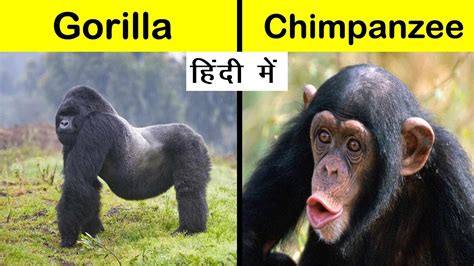 Differences Between Gorilla And Chimpanzee Gorilla Trekking Tours