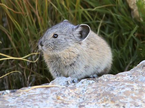 American Pika In Sierra Nevada Optics4birding Nature Blog