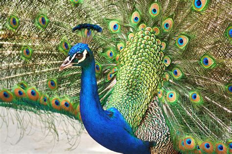 Peacock Fan Tail Photograph By Bob And Jan Shriner
