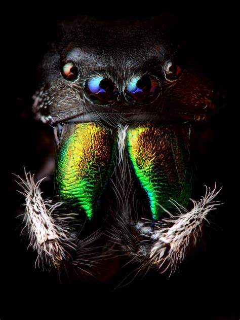 53 Most Colorful Spiders In The World Color Meanings