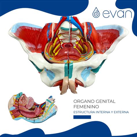 Organo Genital Femenino Jac Medical