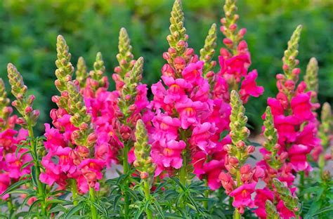 Snapdragon Grow And Care A Guide For Beginners My Garden Plans