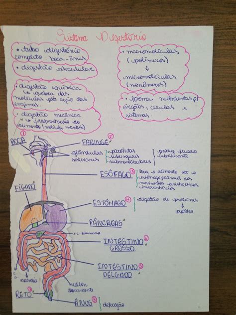 Mapa Mental Sistema Digestório Parte 1 Corpo Humano Mapas Mentais Mapa