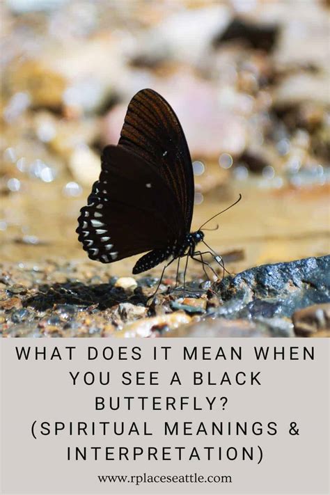 What Does It Mean When You See A Black Butterfly Spiritual Meanings