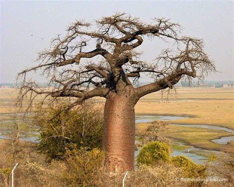 What You Should Know About The Baobab - A Tree Of Mysteries | How ...