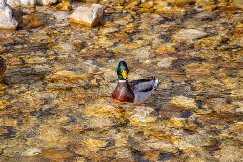 Lonely Duck In The River Looking Towards Camera Stock Image Image Of