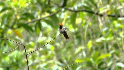 Hummingbird Frilled Coquette Topetinho Vermelho