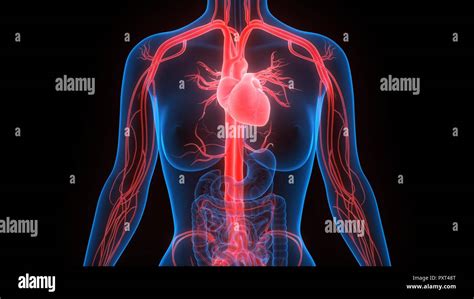 Umano Sistema Circolatorio Anatomia Foto Stock Alamy