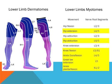 Lower Extremity Dermatomes And Myotomes Porn Sex Picture