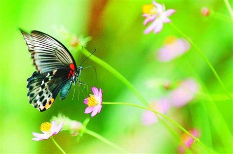 Read bunga dan kupu kupu from the story keluarga (?) bangtan by hadaku_mi (kumi) with 7,863 reads. jenis Kupu-kupu | Geoweek's WebBlog